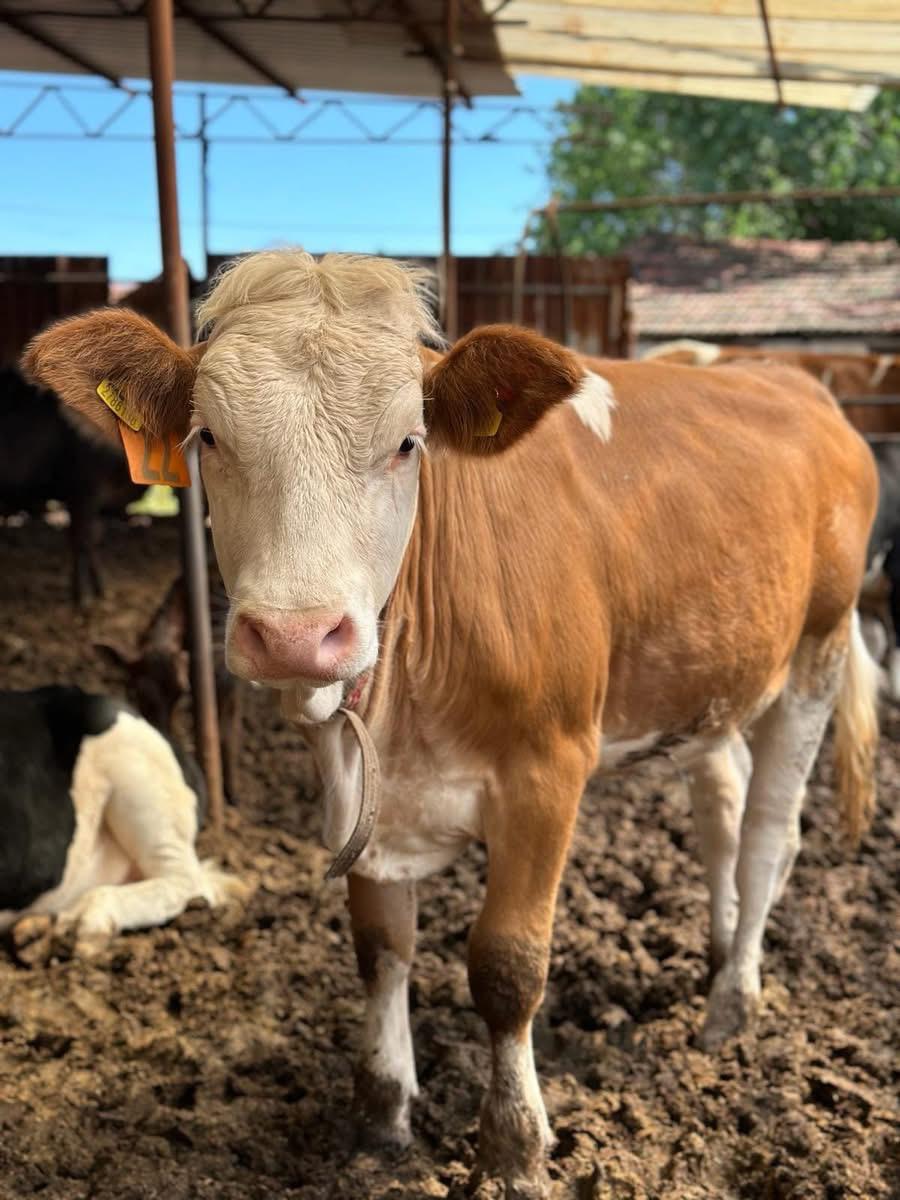 Gara Kerim Besi Çiftliği